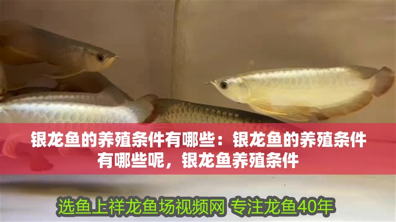 銀龍魚的養殖條件有哪些：銀龍魚的養殖條件有哪些呢，銀龍魚養殖條件