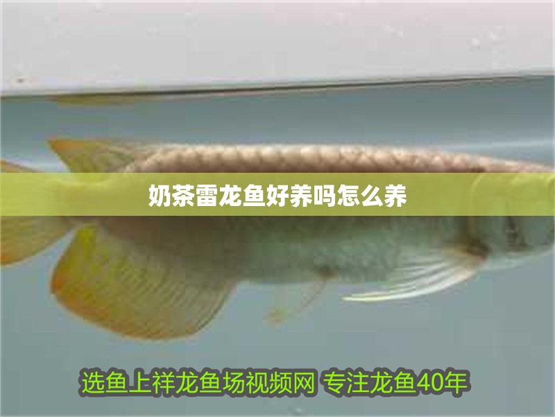 奶茶雷龍魚好養(yǎng)嗎怎么養(yǎng)