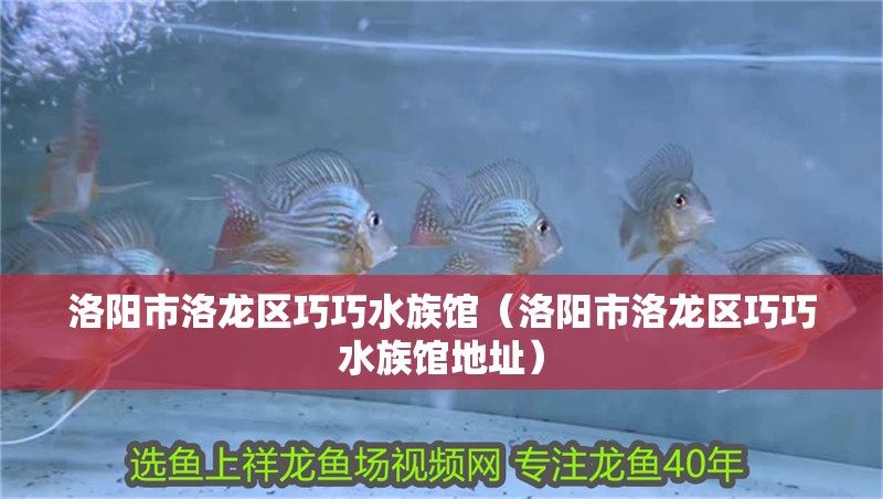 洛陽市洛龍區巧巧水族館（洛陽市洛龍區巧巧水族館地址）