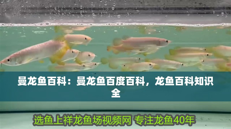 曼龍魚百科：曼龍魚百度百科，龍魚百科知識全