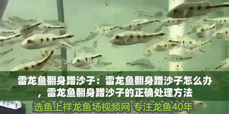 雷龍魚翻身蹭沙子：雷龍魚翻身蹭沙子怎么辦，雷龍魚翻身蹭沙子的正確處理方法