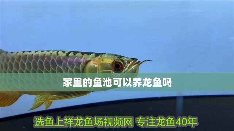 家里的魚池可以養(yǎng)龍魚嗎
