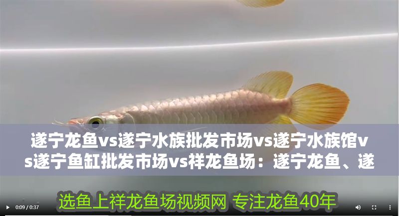 遂寧龍魚vs遂寧水族批發市場vs遂寧水族館vs遂寧魚缸批發市場vs祥龍魚場：遂寧龍魚、遂寧水族批發市場和祥龍魚場的相關信息