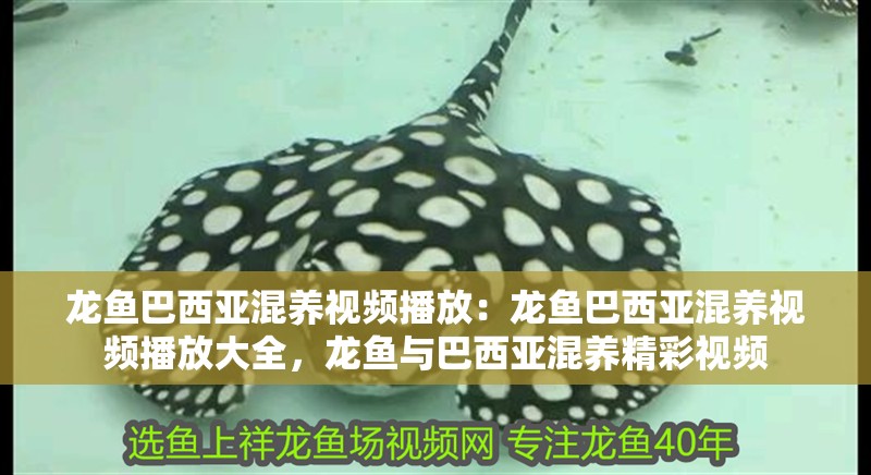 龍魚巴西亞混養視頻播放：龍魚巴西亞混養視頻播放大全，龍魚與巴西亞混養精彩視頻