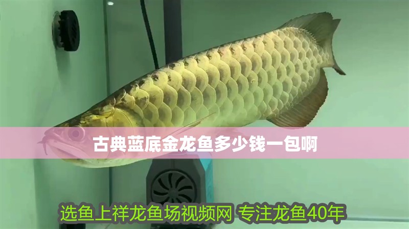 古典藍底金龍魚多少錢一包啊