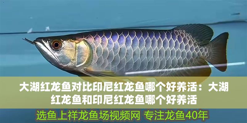 大湖紅龍魚對比印尼紅龍魚哪個好養活:大湖紅龍魚和印尼紅龍魚哪個好養活 大湖紅龍魚百科 第2張 大湖紅龍魚對比印尼紅龍魚哪個好養活:大湖紅龍魚和印尼紅龍魚哪個好養活 大湖紅龍魚對比印尼紅龍魚哪個好養活:大湖紅龍魚和印尼紅龍魚哪個好養活 大湖紅龍魚百科 第2張