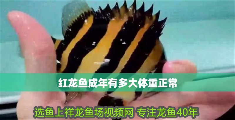 紅龍魚(yú)成年有多大體重正常