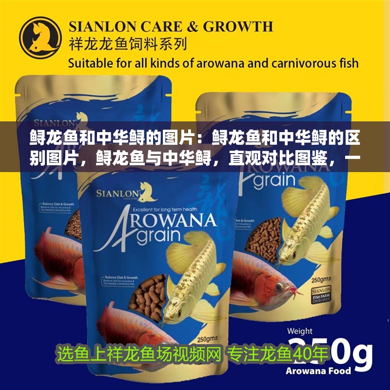 鱘龍魚和中華鱘的圖片：鱘龍魚和中華鱘的區別圖片，鱘龍魚與中華鱘，直觀對比圖鑒，一秒辨識