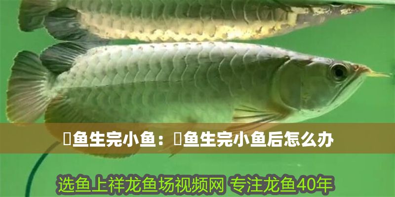 魟魚生完小魚：魟魚生完小魚后怎么辦