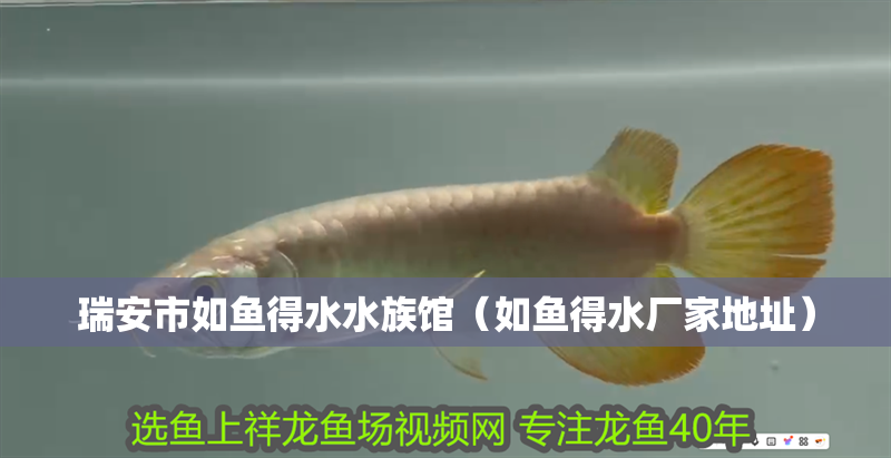 瑞安市如魚得水水族館（如魚得水廠家地址）