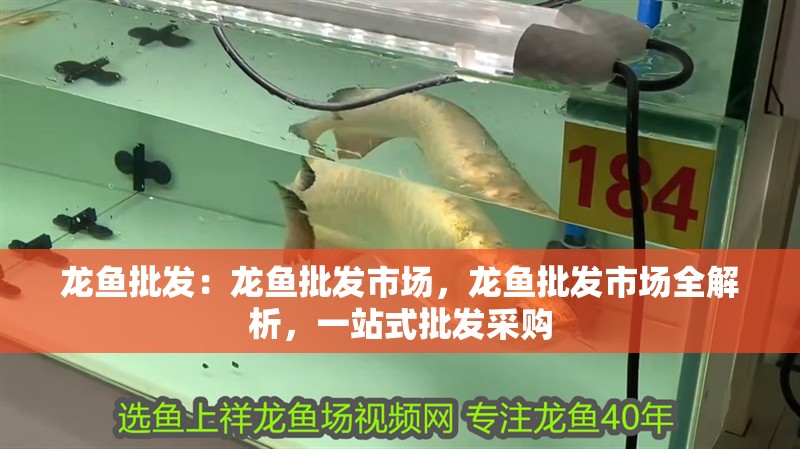 龍魚批發：龍魚批發市場，龍魚批發市場全解析，一站式批發采購
