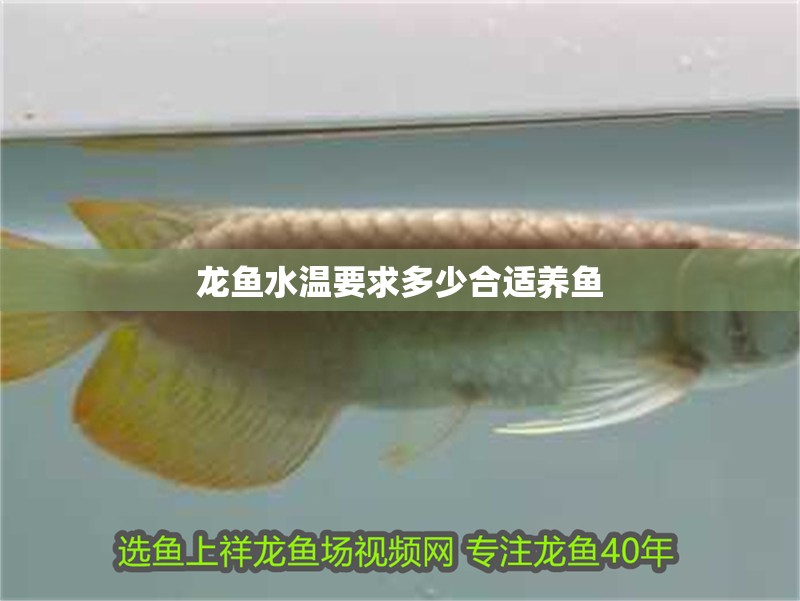龍魚水溫要求多少合適養魚