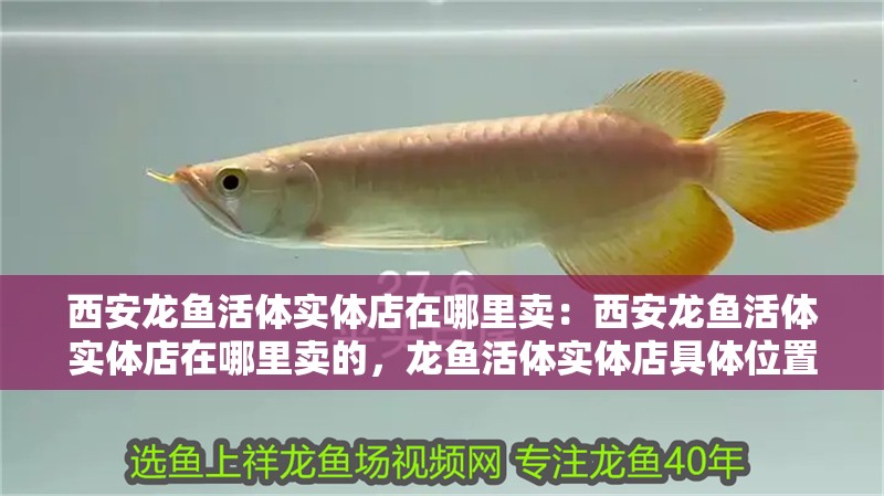 西安龍魚活體實體店在哪里賣：西安龍魚活體實體店在哪里賣的，龍魚活體實體店具體位置在哪里？