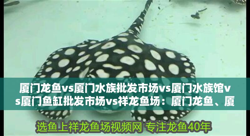 廈門龍魚vs廈門水族批發市場vs廈門水族館vs廈門魚缸批發市場vs祥龍魚場：廈門龍魚、廈門水族批發市場及各相關場所的發展現狀和市場趨勢
