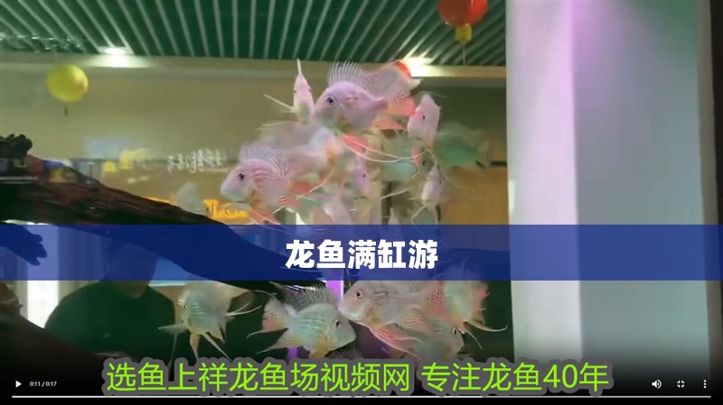 龍魚滿缸游