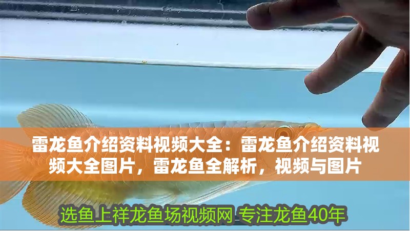 雷龍魚介紹資料視頻大全：雷龍魚介紹資料視頻大全圖片，雷龍魚全解析，視頻與圖片