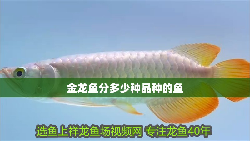 金龍魚分多少種品種的魚