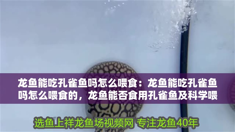 龍魚能吃孔雀魚嗎怎么喂食：龍魚能吃孔雀魚嗎怎么喂食的，龍魚能否食用孔雀魚及科學喂食