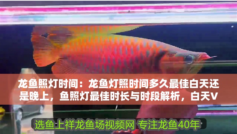 龍魚照燈時間：龍魚燈照時間多久最佳白天還是晚上，魚照燈最佳時長與時段解析，白天VS晚上如何選擇？