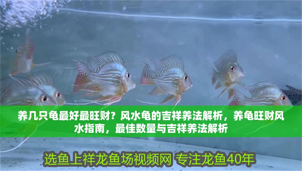 養(yǎng)幾只龜最好最旺財？風水龜?shù)募轲B(yǎng)法解析，養(yǎng)龜旺財風水指南，最佳數(shù)量與吉祥養(yǎng)法解析