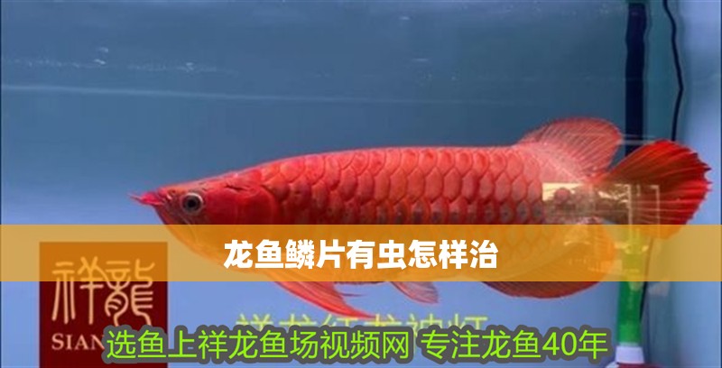 龍魚鱗片有蟲怎樣治