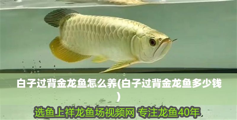 白子過背金龍魚怎么養(白子過背金龍魚多少錢)