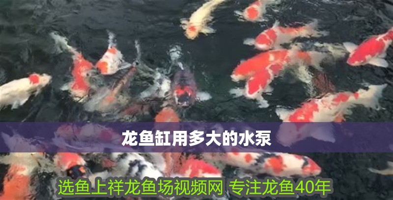 龍魚缸用多大的水泵