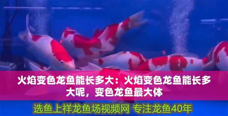 火焰變色龍魚能長多大：火焰變色龍魚能長多大呢，變色龍魚最大體