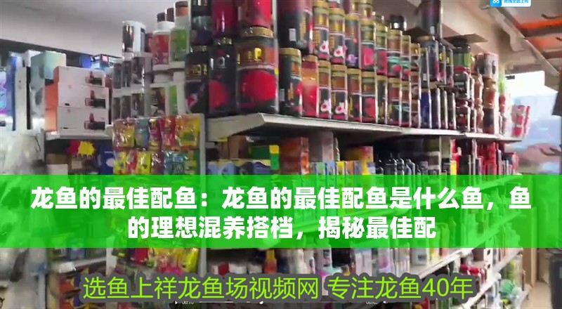 龍魚的最佳配魚：龍魚的最佳配魚是什么魚，魚的理想混養搭檔，揭秘最佳配