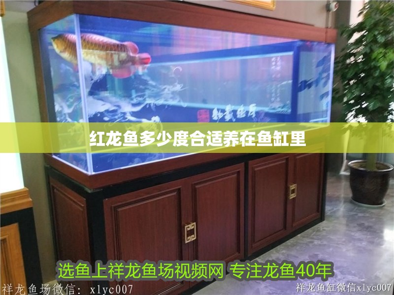 紅龍魚多少度合適養在魚缸里