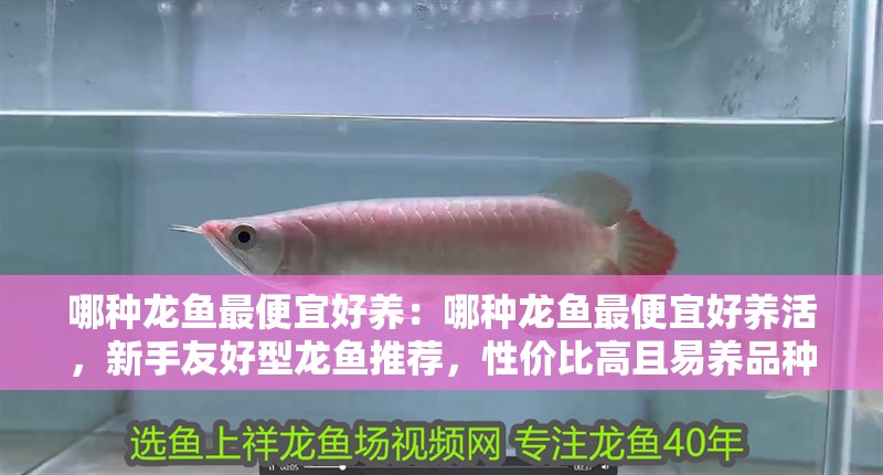 哪種龍魚最便宜好養(yǎng)：哪種龍魚最便宜好養(yǎng)活，新手友好型龍魚推薦，性價比高且易養(yǎng)品種解析