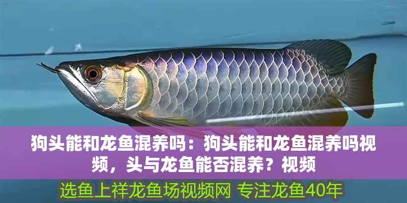 狗頭能和龍魚混養嗎：狗頭能和龍魚混養嗎視頻，頭與龍魚能否混養？視頻