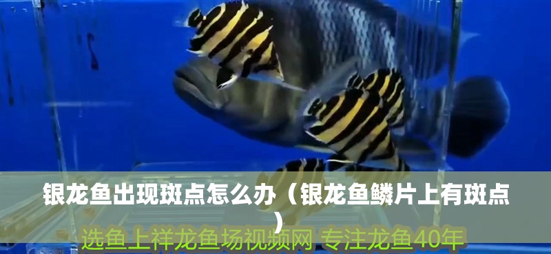 銀龍魚出現斑點怎么辦（銀龍魚鱗片上有斑點） 銀龍魚出現斑點怎么辦（銀龍魚鱗片上有斑點） 銀龍魚百科
