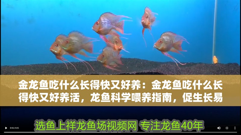 金龍魚吃什么長得快又好養(yǎng)：金龍魚吃什么長得快又好養(yǎng)活，龍魚科學(xué)喂養(yǎng)指南，促生長易打理的優(yōu)質(zhì)餌料