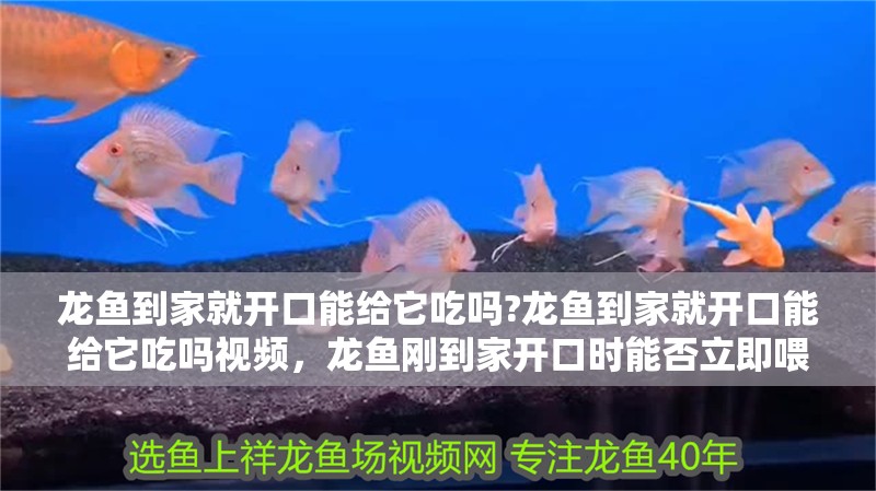 龍魚到家就開口能給它吃嗎?龍魚到家就開口能給它吃嗎視頻，龍魚剛到家開口時(shí)能否立即喂食