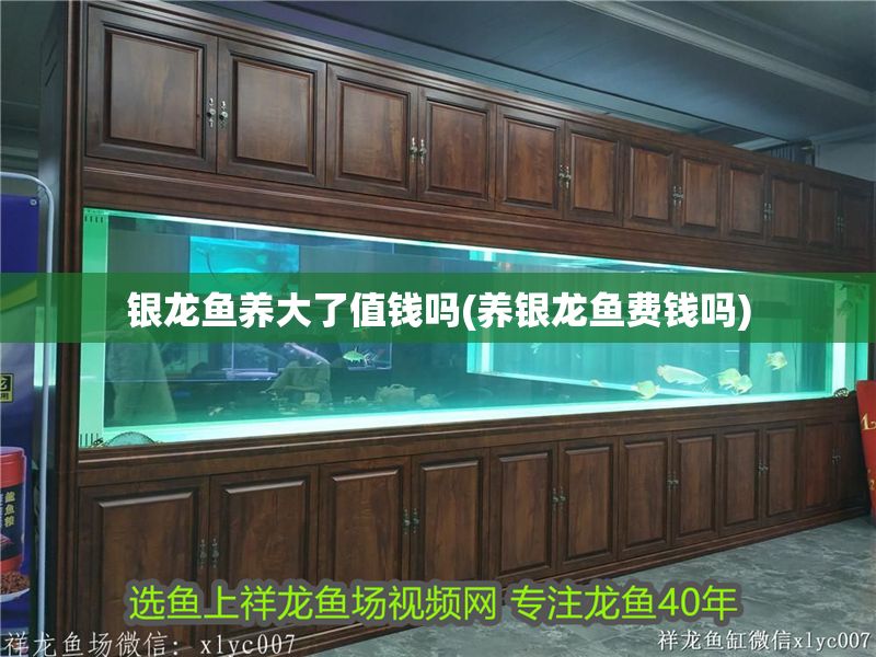 銀龍魚養(yǎng)大了值錢嗎(養(yǎng)銀龍魚費錢嗎)