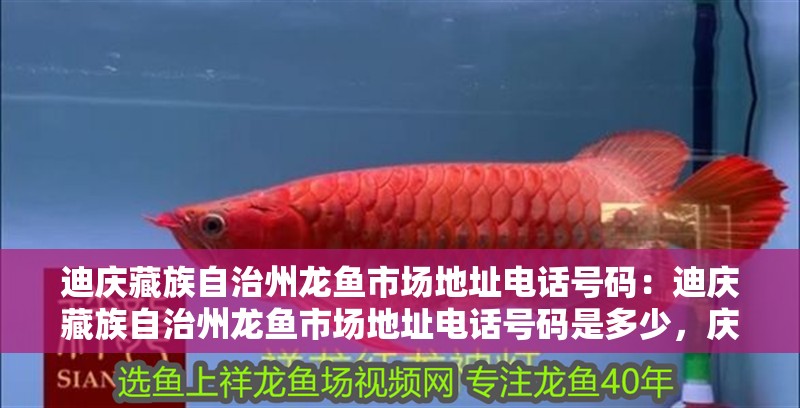 迪慶藏族自治州龍魚市場地址電話號碼：迪慶藏族自治州龍魚市場地址電話號碼是多少，慶藏族自治州龍魚市場地址及聯系電話