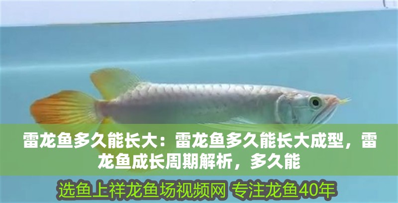 雷龍魚多久能長大：雷龍魚多久能長大成型，雷龍魚成長周期解析，多久能