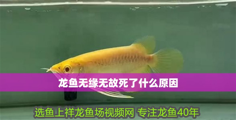 龍魚無緣無故死了什么原因