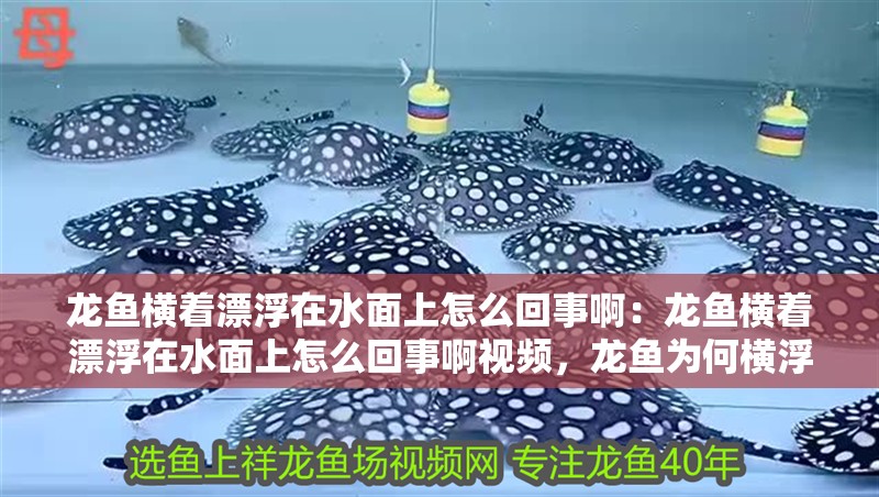 龍魚橫著漂浮在水面上怎么回事啊：龍魚橫著漂浮在水面上怎么回事啊視頻，龍魚為何橫浮水面？視頻揭秘
