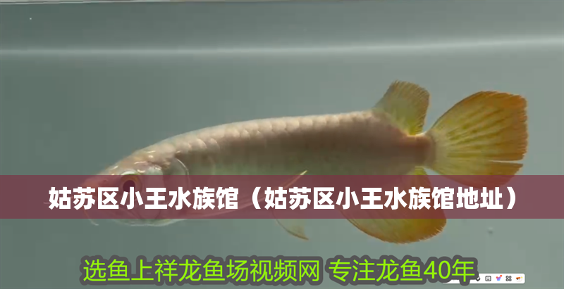 姑蘇區小王水族館（姑蘇區小王水族館地址）