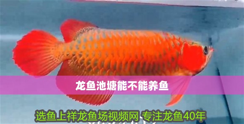 龍魚池塘能不能養魚