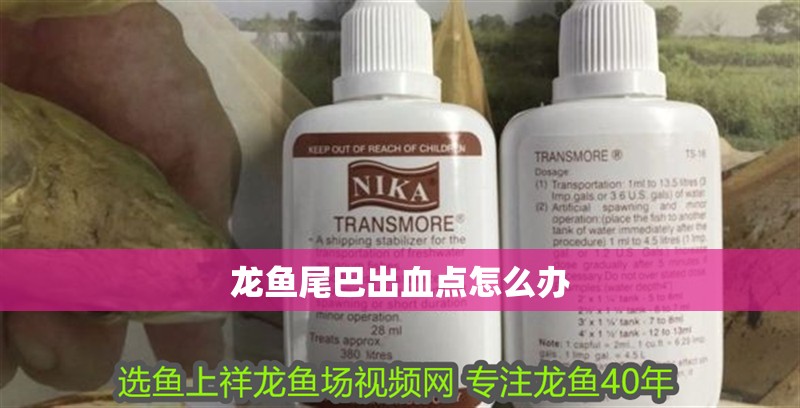 龍魚尾巴出血點怎么辦