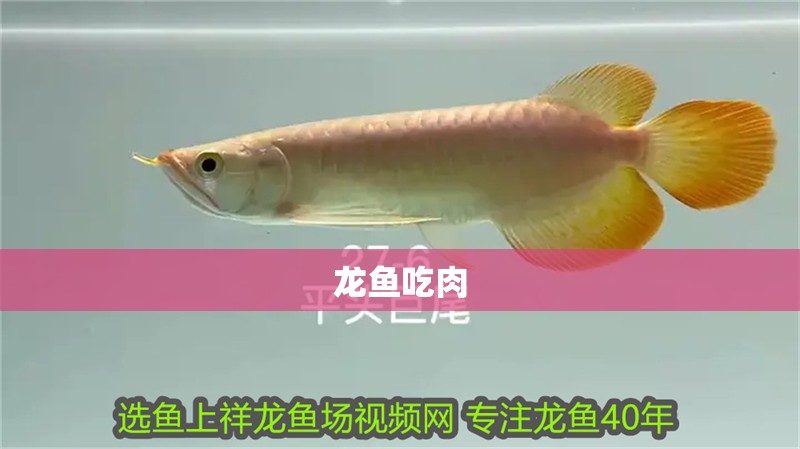 龍魚吃肉