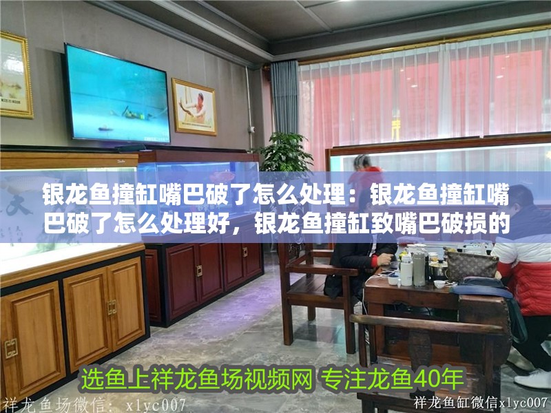 銀龍魚撞缸嘴巴破了怎么處理：銀龍魚撞缸嘴巴破了怎么處理好，銀龍魚撞缸致嘴巴破損的處理