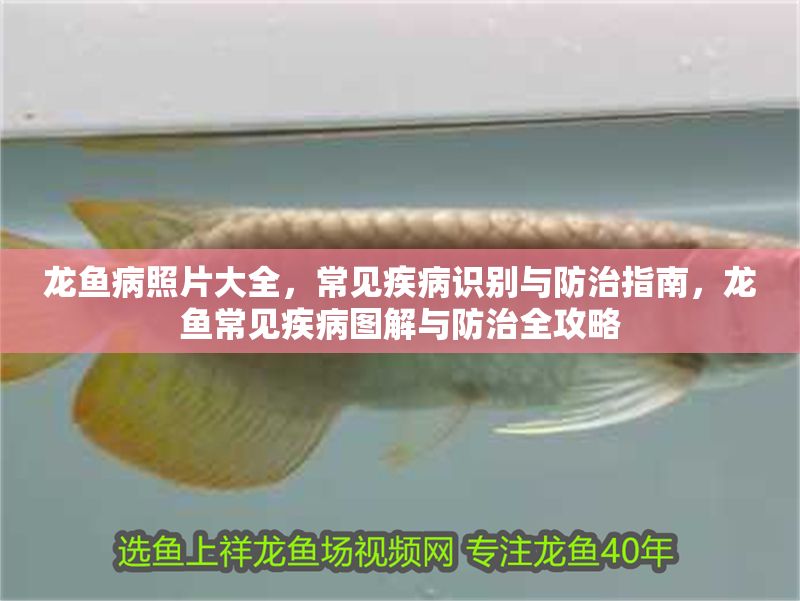 龍魚病照片大全，常見疾病識別與防治指南，龍魚常見疾病圖解與防治全攻略