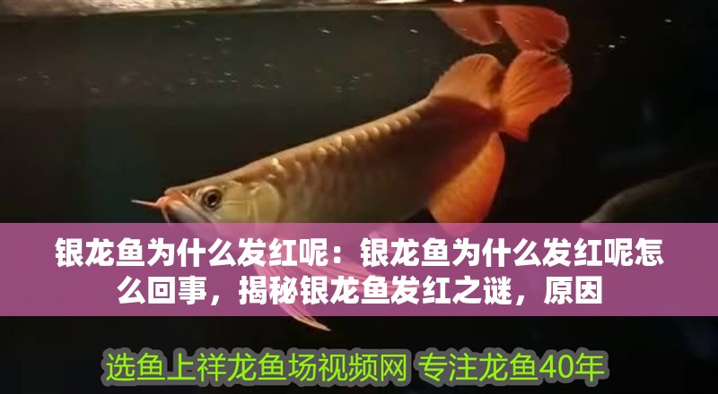 銀龍魚為什么發紅呢：銀龍魚為什么發紅呢怎么回事，揭秘銀龍魚發紅之謎，原因