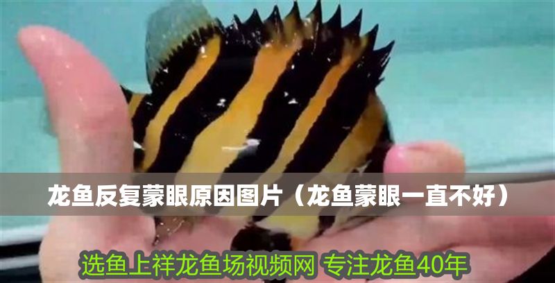龍魚反復蒙眼原因圖片（龍魚蒙眼一直不好）