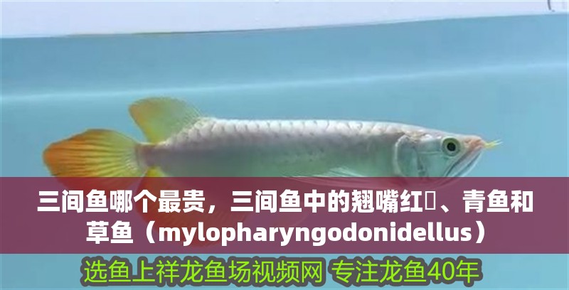 三間魚哪個(gè)最貴，三間魚中的翹嘴紅鲌、青魚和草魚（mylopharyngodonidellus）