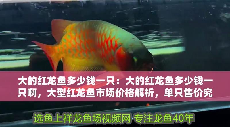 大的紅龍魚多少錢一只：大的紅龍魚多少錢一只啊，大型紅龍魚市場價格解析，單只售價究竟幾何？